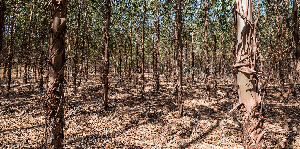 biomassa florestal