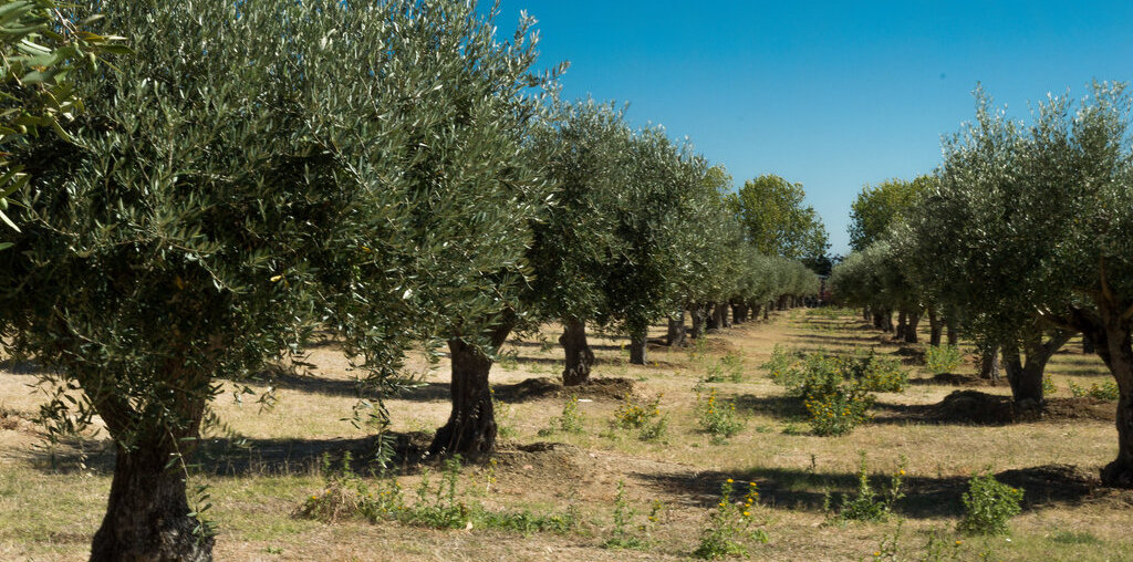 campo de oliveiras