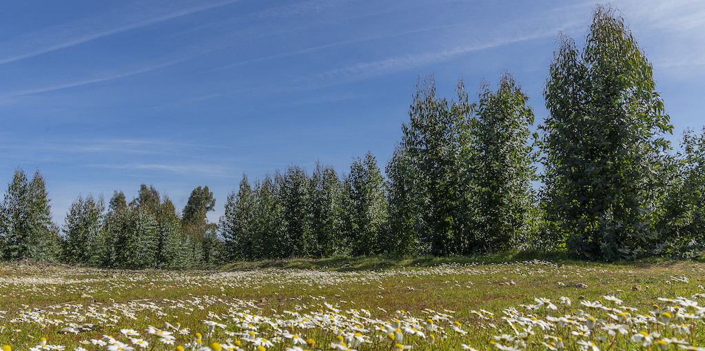 campo florido
