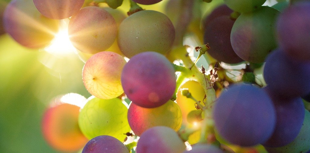 vinha uvas